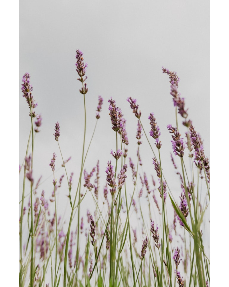 Lavender Essential Oil