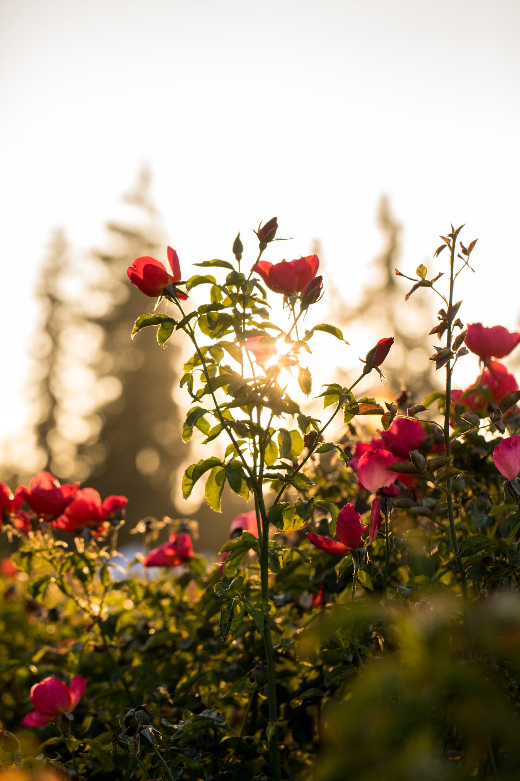 Rose Sandalwood Essential Oil